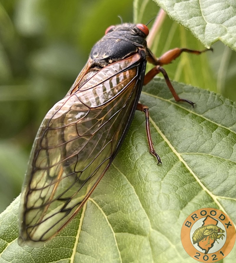 Magicicada septendecim with a black wing margin