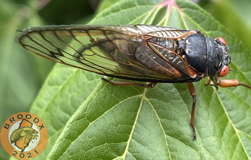 Magicicada septendecim with a black wing margin