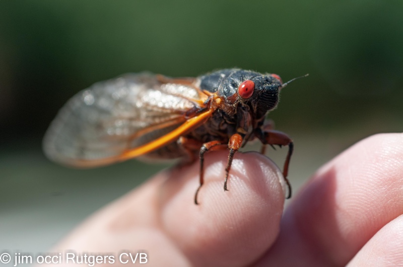 Perched on finger