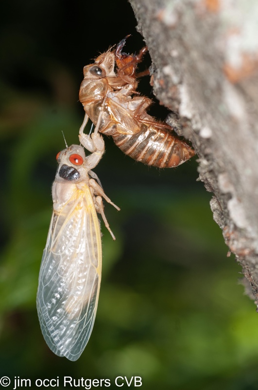 Teneral Magicicada