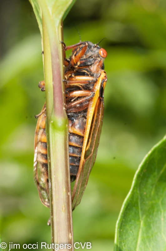 Magicicada on plant Jim Occi