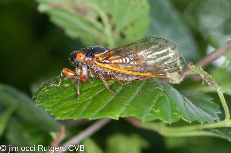 Magicicada on leaf