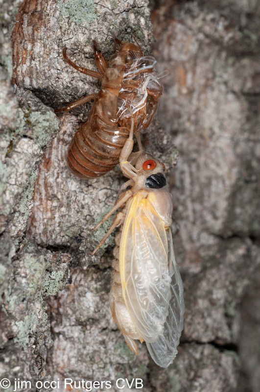 Teneral Magicicada