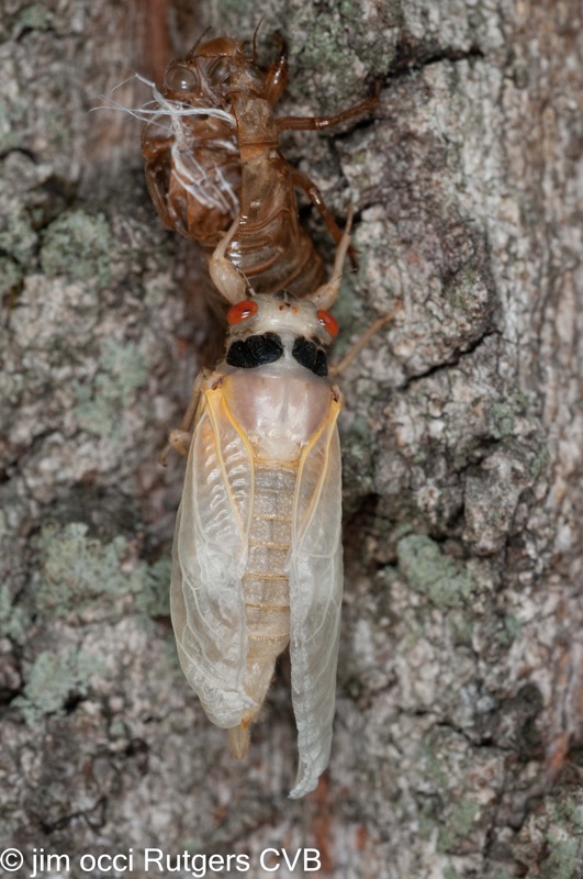 Teneral Magicicada