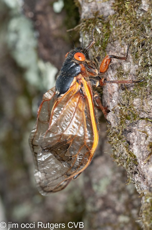Adult Magicicada with crumpled wings