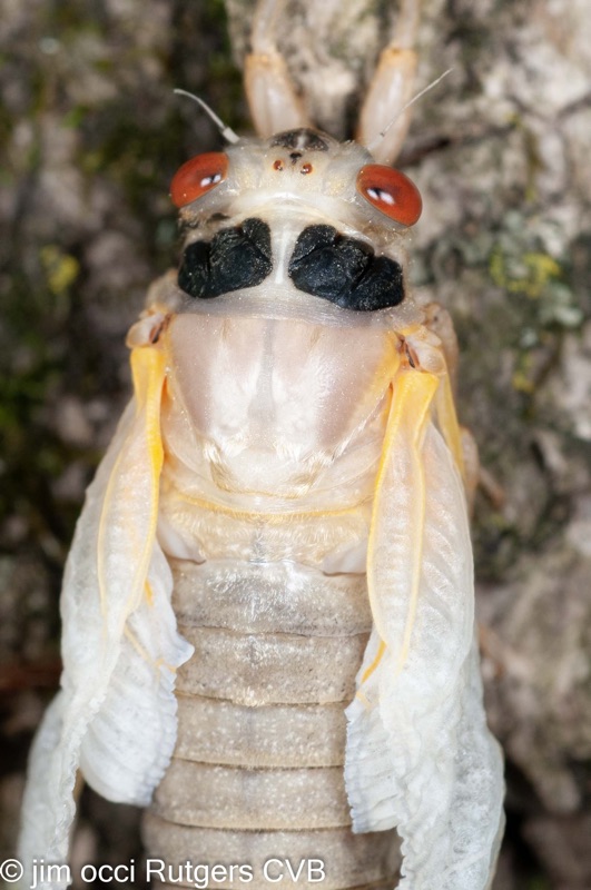 Teneral Magicicada