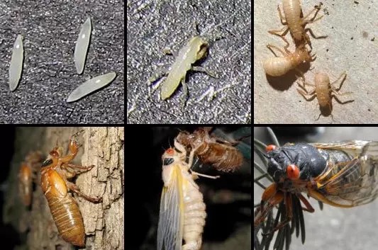 Top, Left to Right: cicada egg, freshly hatched nymph, second and third instar nymphs. Bottom, Left to Right: fourth instar nymph, teneral adult, adult. (Photos by Roy Troutman and Elias Bonaros).