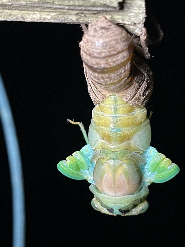 Neotibicen tibicen tibicen July 2021 