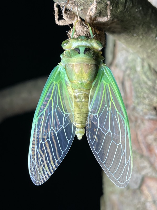 Neotibicen tibicen tibicen July 2021 