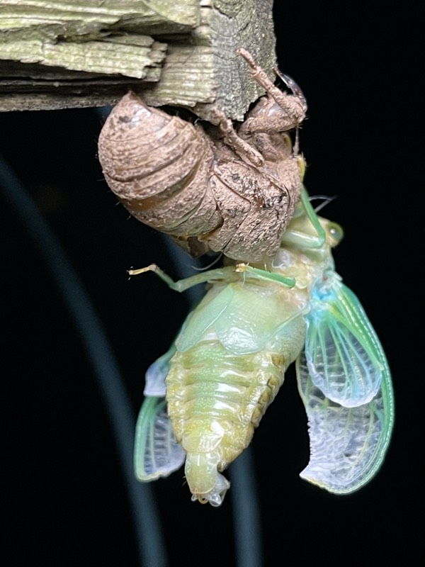 Neotibicen tibicen tibicen July 2021 