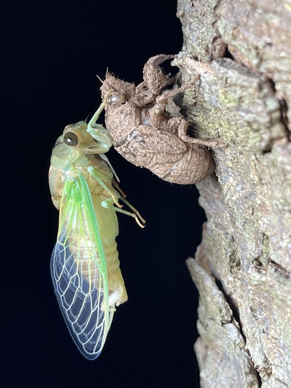 Neotibicen tibicen tibicen July 2021 