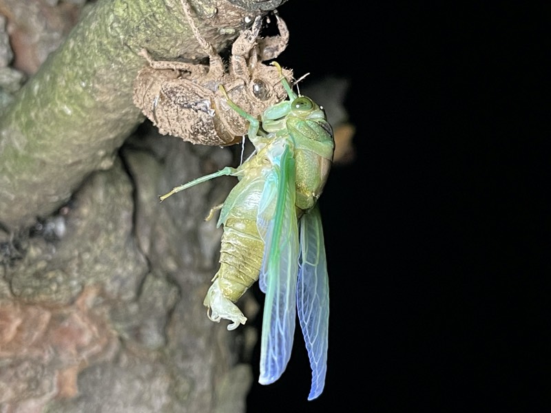 Neotibicen tibicen tibicen July 2021 