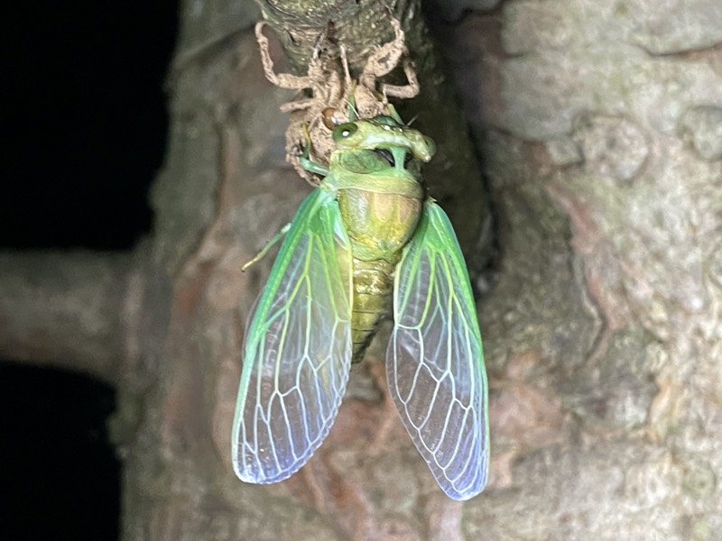 Neotibicen tibicen tibicen July 2021 