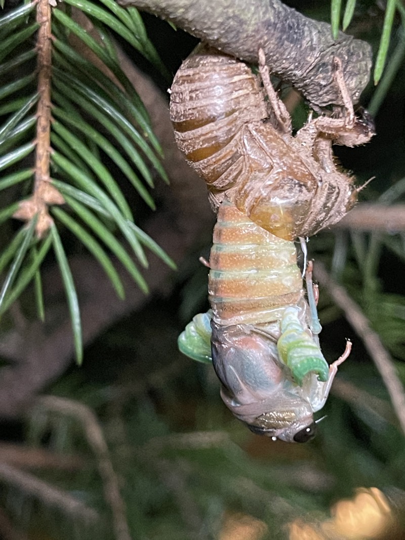 Neotibicen lyricen New Jersey July 2021 02