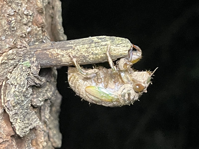 Neotibicen lyricen New Jersey July 2021 