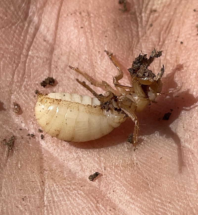 3rd instar Magicicada nymph