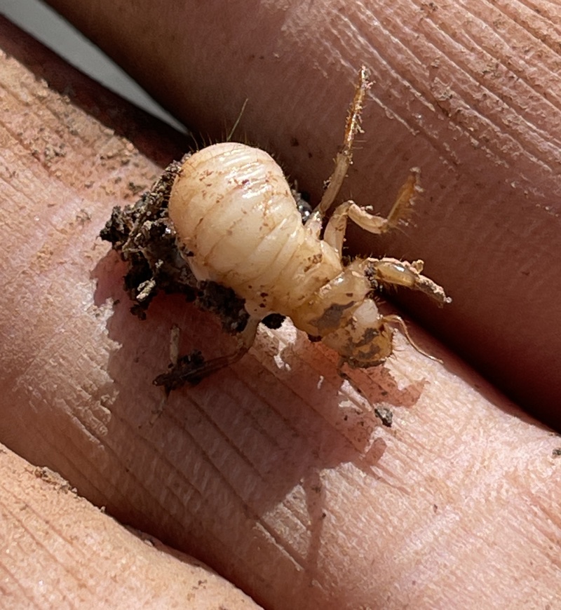 3rd instar Magicicada nymph