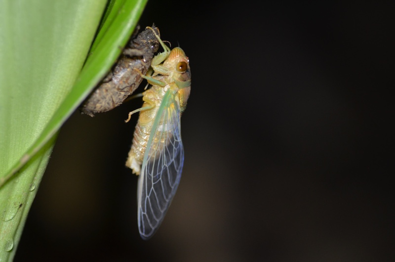 a newly emerged teneral adult of C.ribhoi