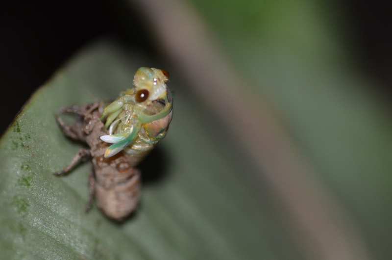 emerging adult