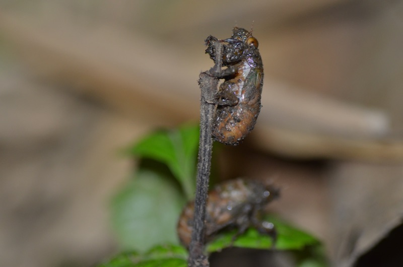 nymphs of C.ribhoi just emerges and covered with soil