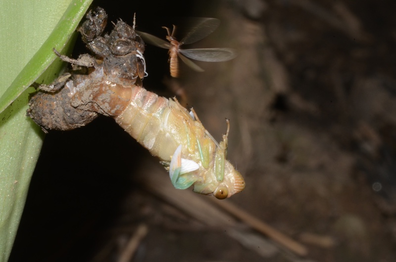 side view of teneral adult with a termite attracted to our headlamp