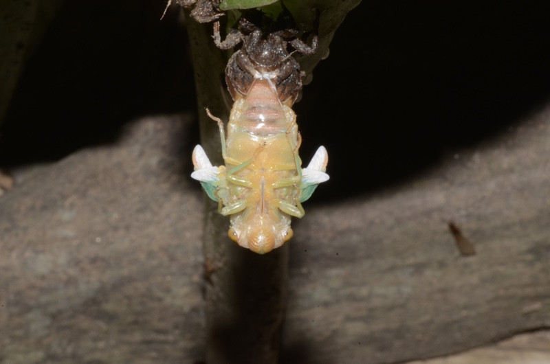 teneral adult in process of emergence