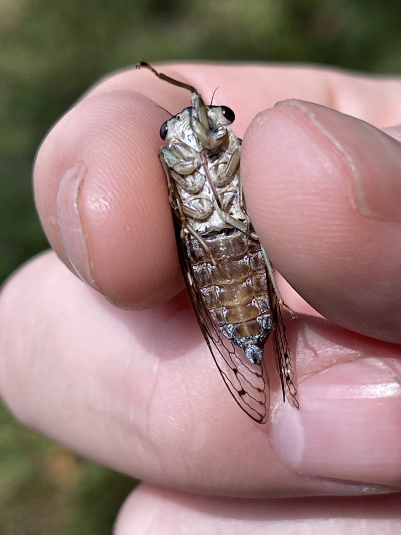 Hieropglyhic cicada NJ 2022