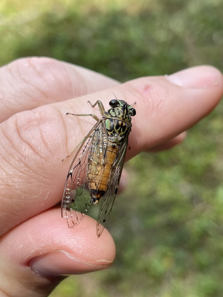 Hieropglyhic cicada