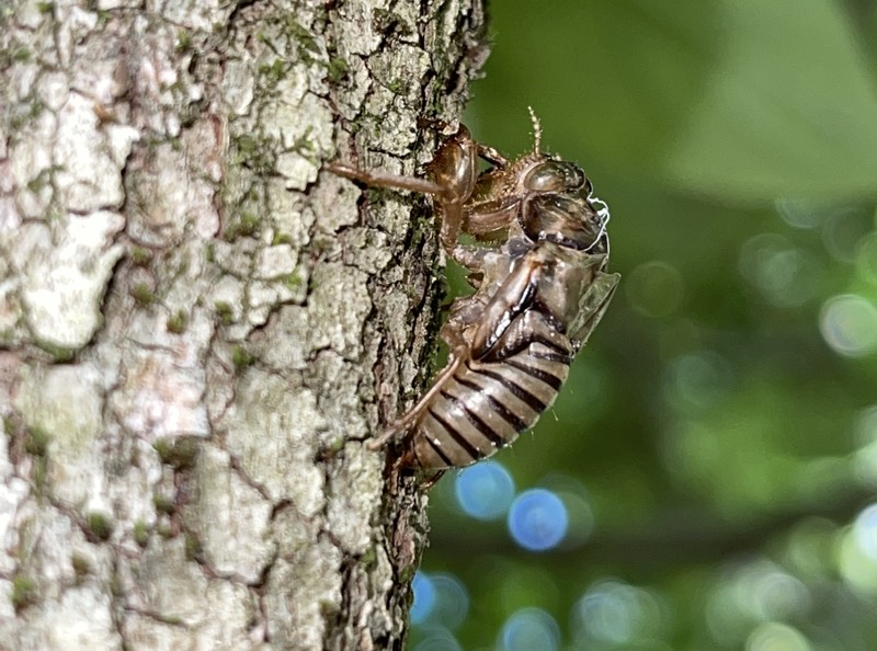 Hieroglyphic Cicada