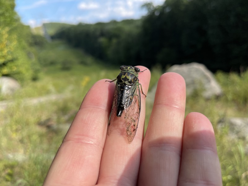 Neotibicen linnei Pyramid Mountain NJ 2