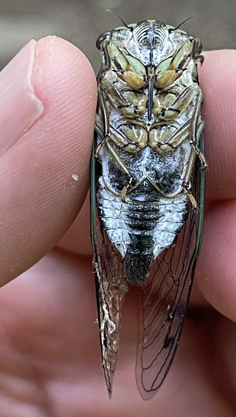 Neotibicen linnei Pyramid Mountain NJ 3