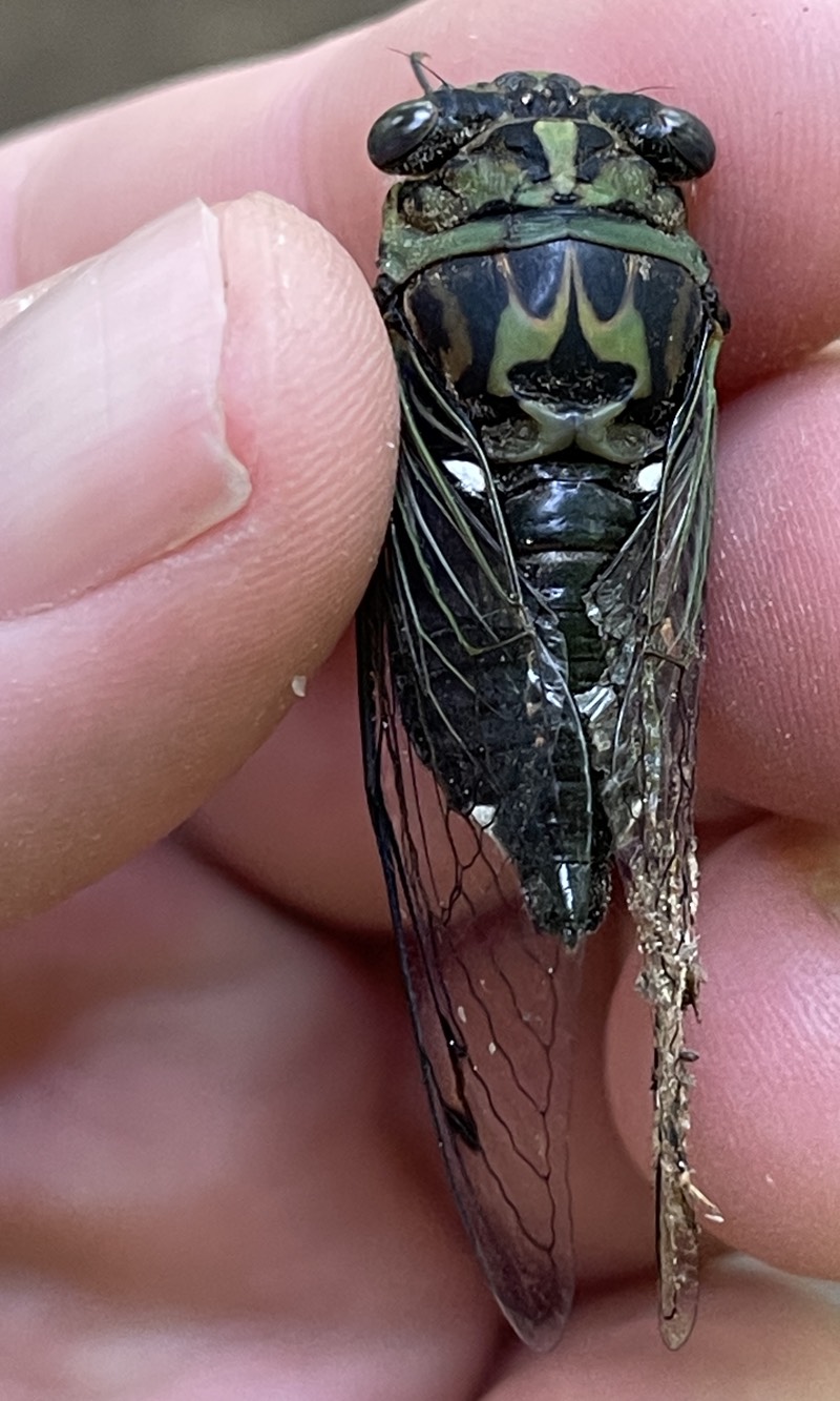 Neotibicen linnei Pyramid Mountain NJ