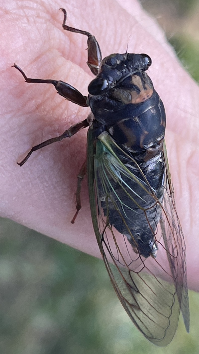 Neotibicen lyricen Central NJ