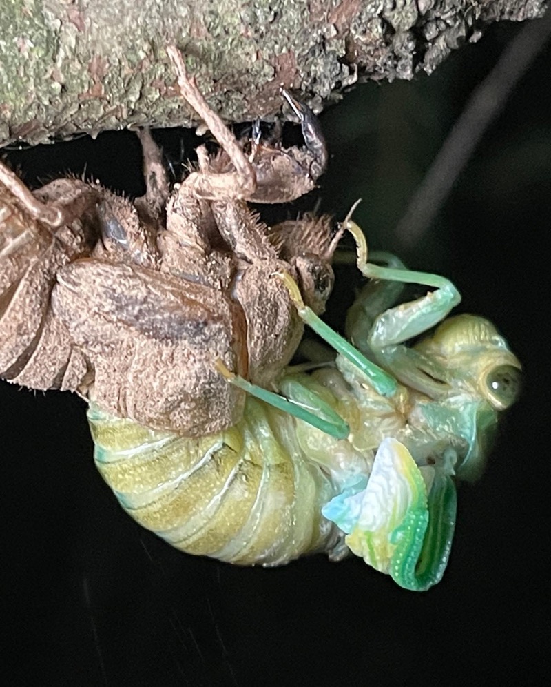 Neotibicen tibicen 2022 Female molting