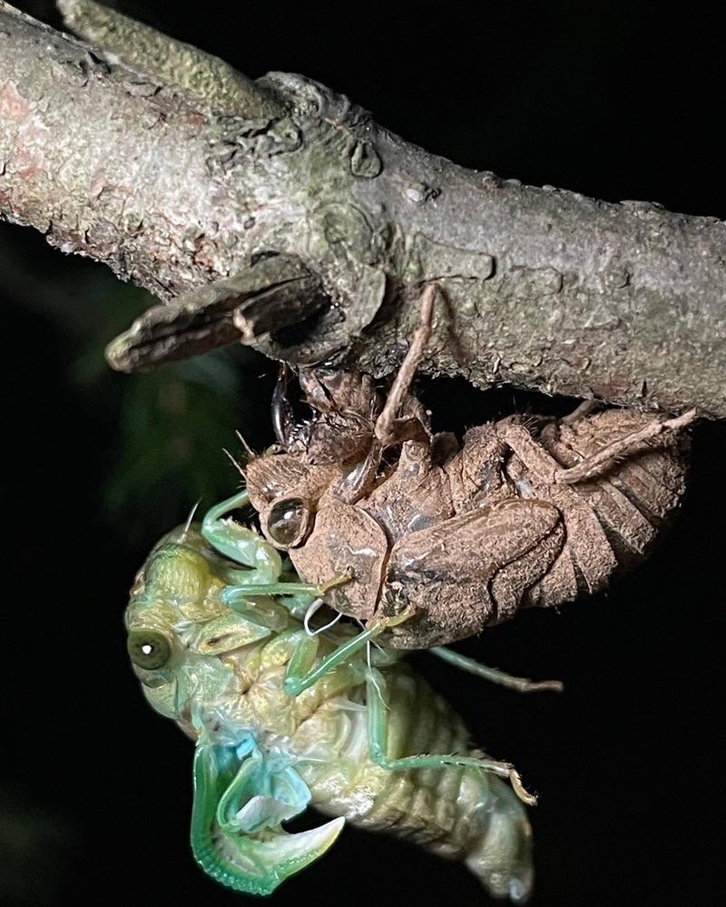 Neotibicen tibicen 2022 Female