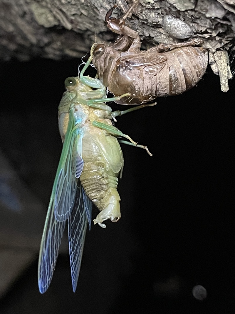 Neotibicen tibicen 2022 Male Side View