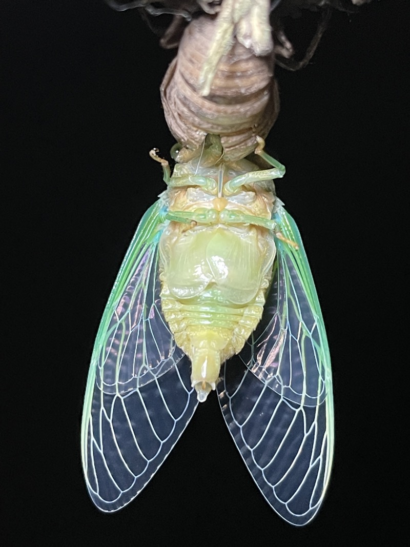 Neotibicen tibicen 2022 Male