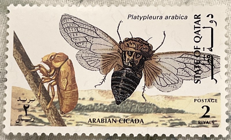 Platypleura arabica stamp from the State of Qatar