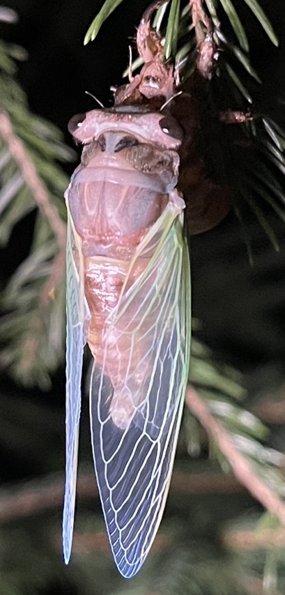 Lyric Cicada Teneral