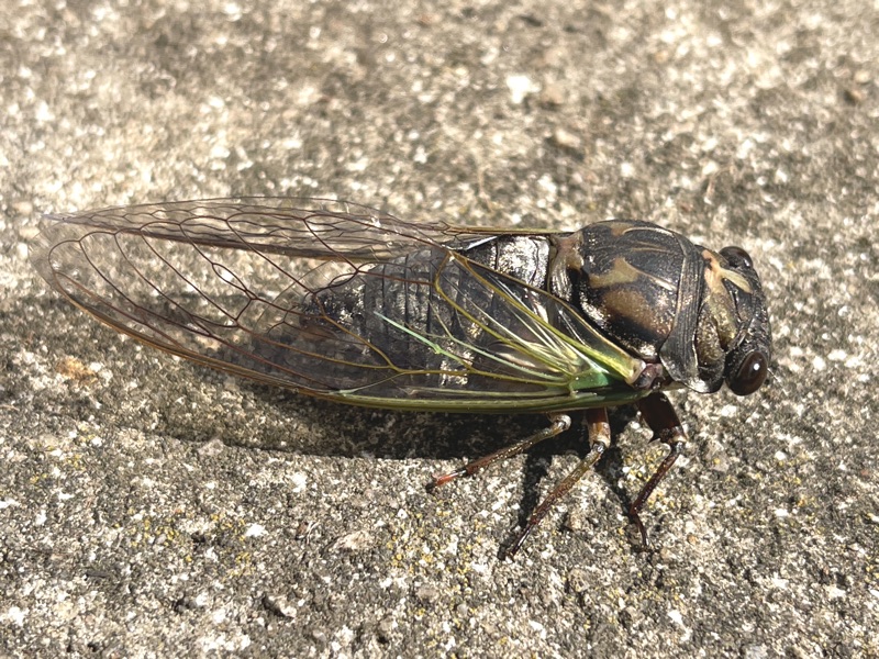 Neotibicen lyricen adult