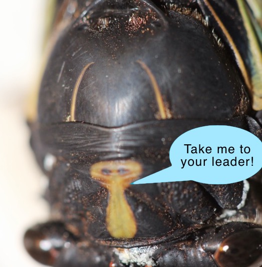 Neotibicen lyricen engelhardti alien head