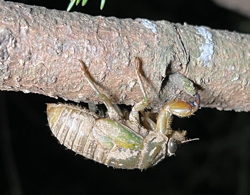 Neotibicen lyricen nymph