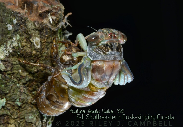 Riley Fall Singing Cicada 760