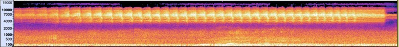 spectrogram of the hybrid's song.