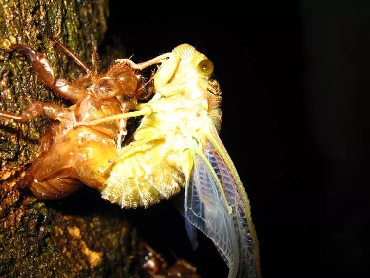 Cicada Photos from Costa Rica by Jose Mora,
