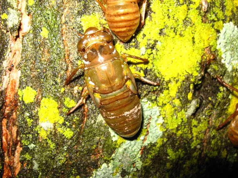 Cicada Nymph Photo from Costa Rica