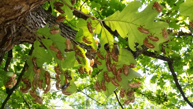Many Exuvia on Oak Leaves