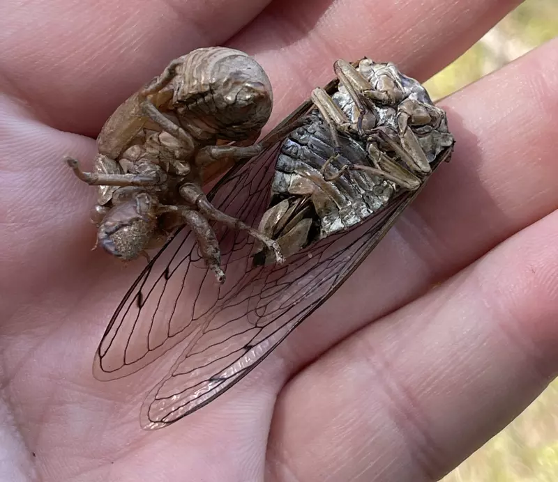 Small exuvia and  female Megatibicen corpse
