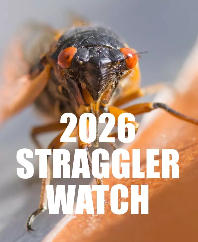 Stragglers Insect Cicada Mania – Dedicated to cicadas, the most amazing insects in the world.