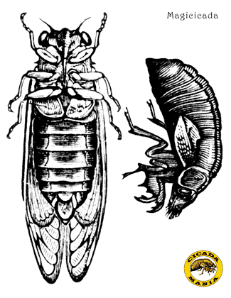 Cicada Coloring PDF